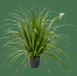 ALLIUM Herbe Ornementale Vert