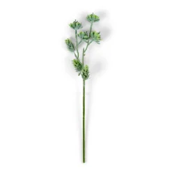 LAGURUS Lagure Ovale Naturel
