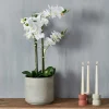 ORCHID Orchidée En Pot Blanc
