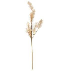 PAMPA Herbe Des Pampas Blanc